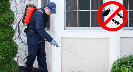 Doğanlar Kemirgen İlaçlama böcek ilaçlama ve haşere kontrolü — ilaclama-tr.com